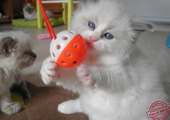 chaton mâle blue bicolour à 5 semaines - Chatterie Ragdolls du Val de Beauvoir